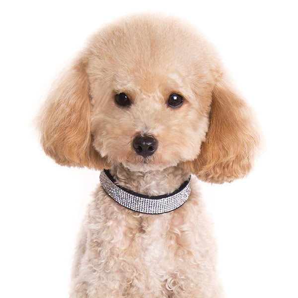 Small dog wearing a black rhinestone bling collar with buckle