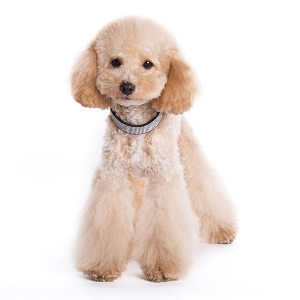 Dog wearing a black rhinestone bling dog collar around the neck