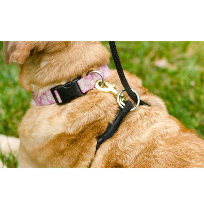 Pink dog training leash with metal clip and D-ring, looped on a small dog